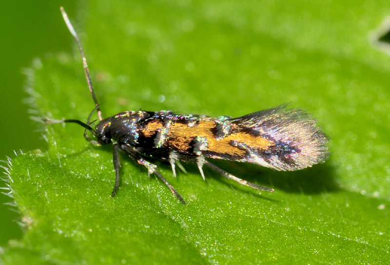 1 Cosmopterigidae - Pancalia leuwehnoekella